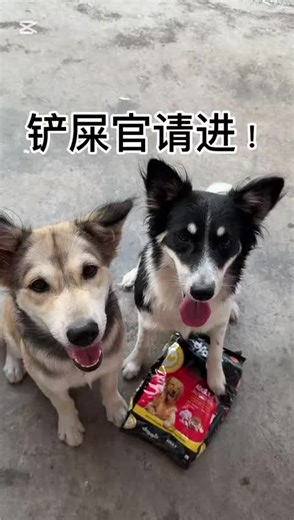顾客太用心了 ❤️ #sharing #drools #droolsmalaysia #dogfood #fyp