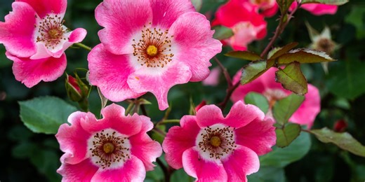 6 gardening trends we’ll be seeing everywhere in 2026, according to the RHS