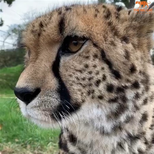 20K views · 3.7K reactions |  It's a PURR-fect day at the Sanctuary as today is Willow's 5th Birthday! We cannot believe how grown up our little girl is! 朗 Some things never change, just like how much Willow loves to purr! She will burst into loud and beautiful purrs when she sees someone familiar! Check out how there is no difference within 5 years! | The Big Cat Sanctuary | Facebook