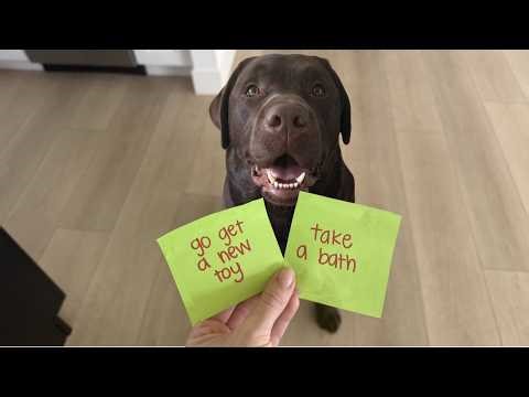 LETTING MY LABRADOR CHOOSE WHAT WE DO TODAY!