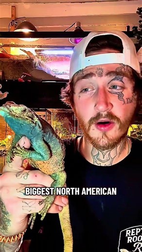 America’s Biggest Plant-Eating Lizard 😳🦎#chuckwalla #reptiles #lizardfacts #shorts #reptilerookie