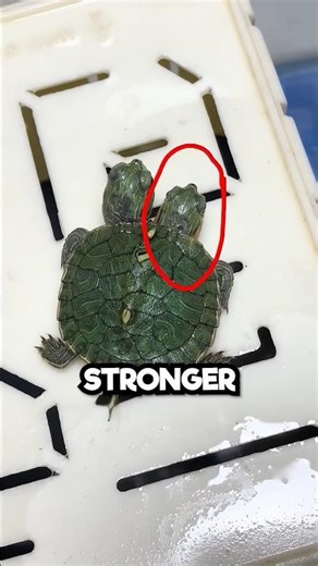 This Rare Turtle Shocked Everyone 🤯🐢