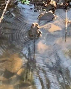 15K views · 285 reactions |  Vibration in water induced by frog's song. ㅤ #Vibration #LawOfVibration #Frequency #Pattern #Rhythm #Form #Waves #Wave #Waveform #Science #Cymatics #ConcentricCircles #Wavefront #WavePropagation #Propagation #CircularWavefront #Sound #SoundPropagation #Vibratory #SphericalWavefront #Frog #Nature #Beauty #FrogSong #FrogSinging #WaterVibrating #FrogCymatics #Natural | Light is Consciousness | Facebook