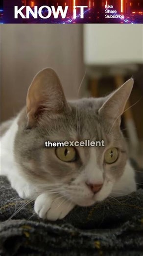 Why do Cats’ Eyes Glow in the Dark?