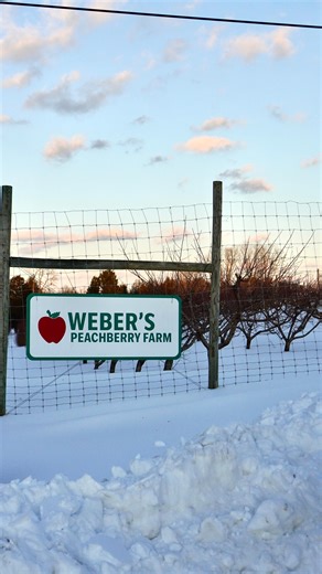 Our peach & apple trees are looking beautiful in the snow ❄️ but we can’t wait to open our doors again for our first ever PYO Tulip Experience in April! 🌷 #baltimorecounty #pickyourown #baltimorefarms #pyofarm #snowday | Weber's PeachBerry Farm