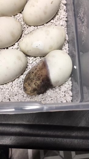 Half Good/Half Bad Ball Python Egg Update