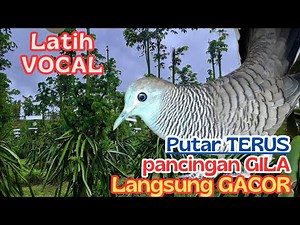 Perkutut Lokal Suara Super Merdu dan Harmonis 💫