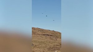 Sea Eagles snatch newborn lambs on Uist