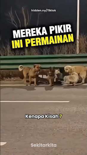 The story of 7 loyal dogs #shorts