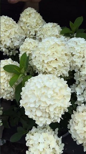 White Wedding Hydrangea - Delivered to Your Door by ServeScape.com (Link in Comments)