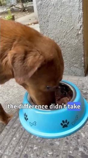BLEP Pet Food Review: Why Finding the Right Nutrition Changes Everything!