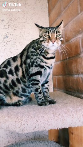Bengal Cats: Exploring the Unique World of Hybrid Breeds