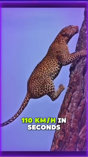 Some Secrets things you don’t know about Cheetah. You won’t believe this. #animalworld #cheetah