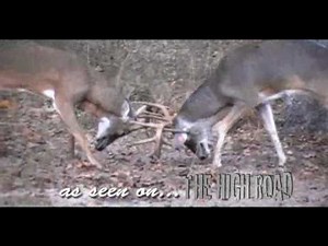 Awesome Whitetail Buck Fight