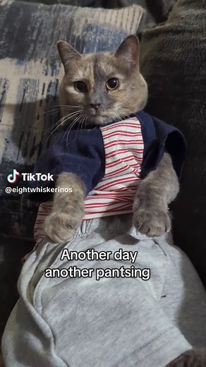 Funny Cat in Pants Gets Stuck: A Cute Moment