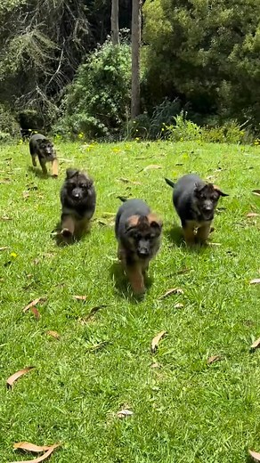 Adorable German shepherd puppies looking for New homes. These gorgeous little babies will change your life. Send us a message for Inquiries.#germanshepherd #germanshepherdlife #germanshepherdpuppies #germanshepherdsofinstagram #gsd #gsdofinstagram #doglife #gsdbreeder #dogbreeder #akc #akcgermanshepherd #dogwalk #bestdefence #dog #dogs #dogsofinstagram #mansbestfriend #gsdpuppies #gsdpups #gsdpup #pups #puppies #dogwalk | German shepherd puppies