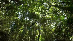 21 reactions | Tropical forests  not only store carbon, they actively remove it from the air. We cannot stop climate change without protecting rainforest habitat. Rainforest Trust’s mission since our founding has been to safeguard these landscapes, preventing deforestation and keeping carbon stored. You can help fight climate change  Donate now: https://buff.ly/40fHir4 | Rainforest Trust | Facebook