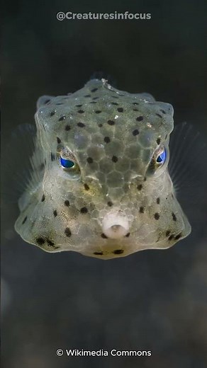 The Boxfish: The Fish Shaped Like a Box! 🐠📦