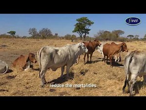 Beef Nutrition Basics