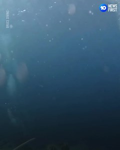 5.6K views · 34 reactions | Heart-Stopping Moment Earthquake Strikes Underwater Divers have captured the rare moment a 7.2 magnitude earthquake struck underwater. The unsuspecting diving team appeared to be lifted and covered by debris as the seafloor began to shift. On November 8, the Banda Sea region of Indonesia was struck by an earthquake with an estimated depth of 146km. The 7.2 magnitude quake was strong but did not trigger a tsunami. | 10 News | Facebook