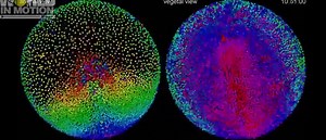 Zebrafish Embryo - Dr. Philipp Keller and Raghav K. Chhetrii