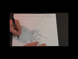 Neuroanatomy - Sensation - Drawing the Ascending Somatosensory Pathways