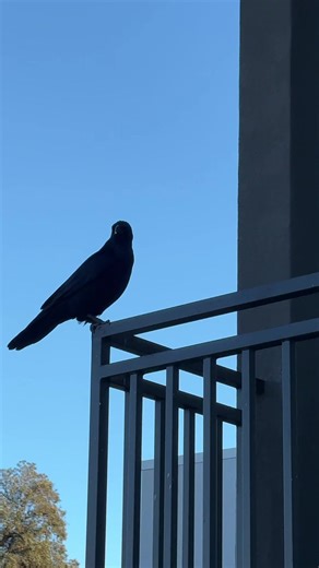 Observing Ravens: Nature's Intuitive Birds