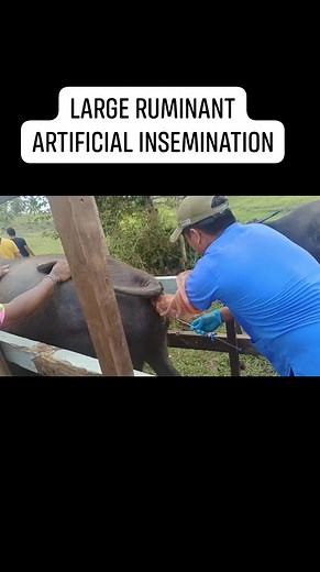 1.4K views · 15 reactions | Artificial insemination for large ruminants involves carefully and precisely introducing semen into the reproductive tract to enhance breeding efficiency, genetic selection, and overall herd health. This method allows farmers to optimize breeding programs and improve desirable traits. | Albay Veterinary Office | Facebook