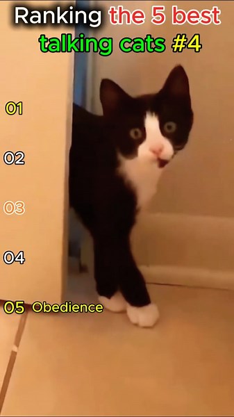 Ranking the most hilarious talking cat moments 🐱 #4 | #funny #cats #shortsbeta