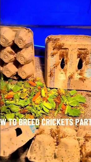 How to breed crickets pt2. #reptile #crickets #reptilecare #feederinsects #howto
