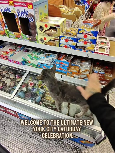 Celebrating Bodega Cats of NYC This Caturday