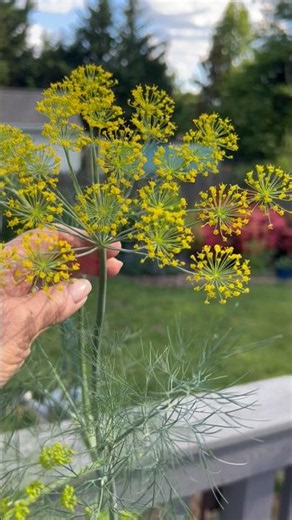Herb Garden Surprise