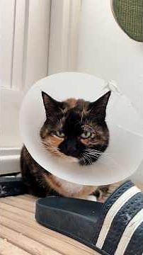 Cat Refuses To Give Up Her Cone 13 Years After Surgery | The Dodo