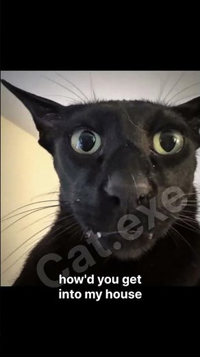 just say thank you. 😈😈 #viral #catmemes #funny #cat #catshorts #evillarry