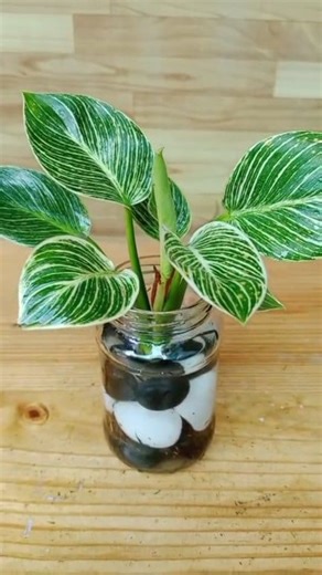 Plant decor ideas for centre table. . . . . #plantlove #gardening #gardeninghacks #plantlove #plantdecor #homedecoration #gardeninglove #indoorplants | Fashion home gardening