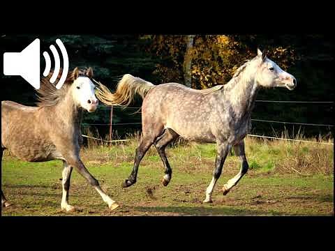 Horse Gallop Sound Effect