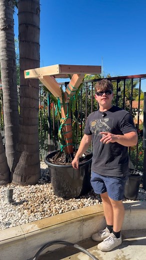 1.7K views · 198 reactions | Planting a varieties in two pots of dragon fruit #dragonfruit #gardening #Pitaya #gardening #dragonfruitplant | My Dragon Plug | Facebook