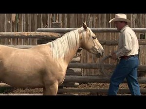 Ken McNabb: Colt Starting (Part 3 of 7) - Establishing Relationship
