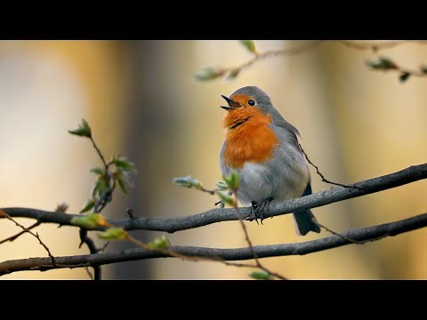 European Robin Singing in the Forest ~ Erithacus rubecula