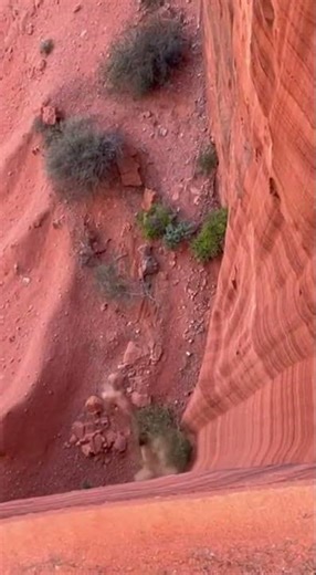 Curious Lion Falls Down Cliff in Shocking Moment