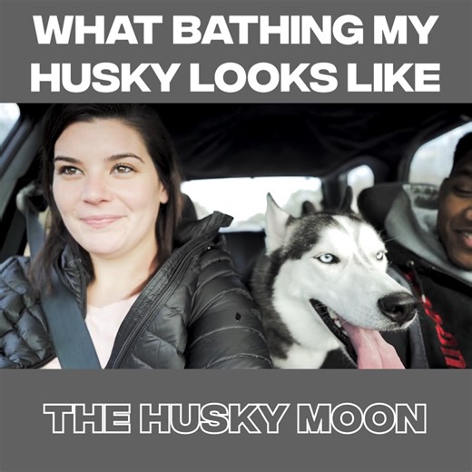 6.8K views · 872 reactions | Sharing my tips for bath time with a husky | The Husky Moon | Facebook