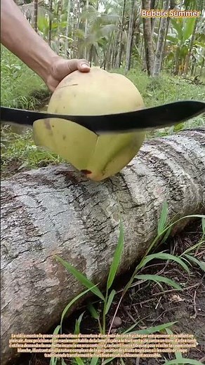 Préparation tropicale : ouvrir une jeune noix de coco à la machette en plein air