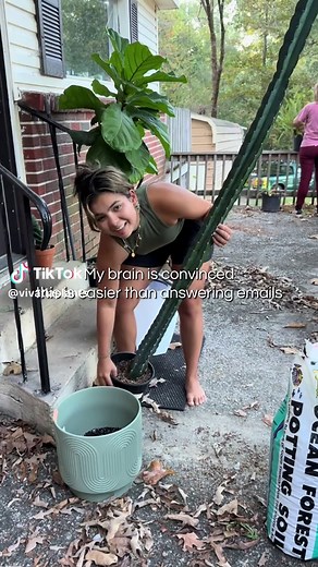 Easy Steps for Repotting Cacti at Home
