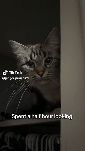 She was sleeping in the closet #catsoftiktok