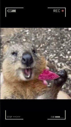 Quokka Eating Compilation - Animal ASMR - Quokka Sound