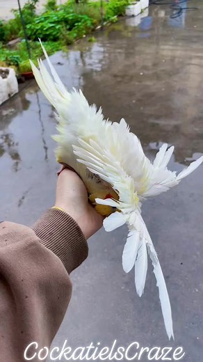 8.2K views · 71 reactions | Cockatiel Bathing and Delighting in Rainy Weather | Cockatiels Craze #CuteCockatiels #CockatielShower #CockatielBathTime #AdorableBirds #PetCockatiels #CockatielsCraze #PlayfulParrots #AvianSpa #FeatheredFriends #BirdBathFun | Cockatiels Craze | Facebook