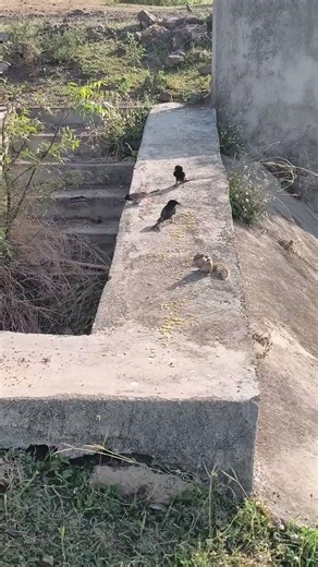 birds chirp with their original sounds while eating grains ,In the morning, 260413a