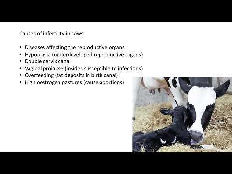 Animal reproduction Lesson 4