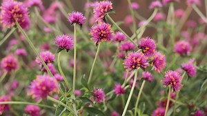 135K views · 2K reactions | Our Annual of the Year is Truffula Pink gomphrena...this plant is so easy to grow, and so easy to love. These pops of pink appear all summer and can turn a regular container garden into a work of art, learn more, pwwin.rs/TPINK | Proven Winners | Facebook