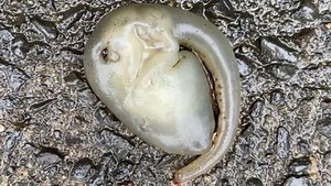 इंस्टाग्राम पर वायरल हुआ एलियन जैसे जीव का Video, बारिश के बाद सड़क पर आया नजर